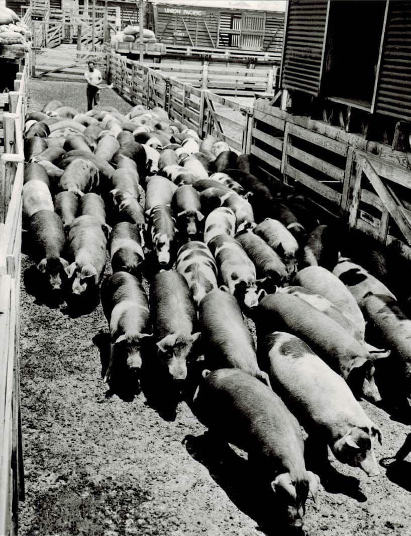 History hogs arriving by rail